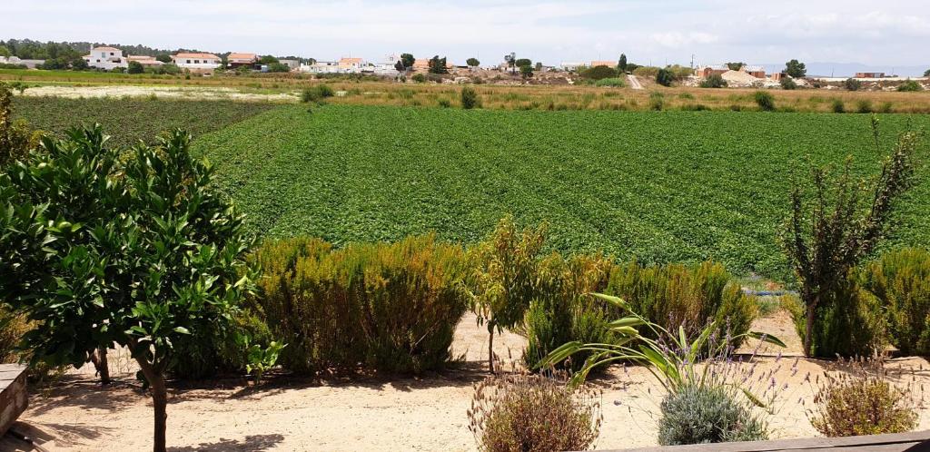 a field of crops with a field of plants at Comporta House in Comporta