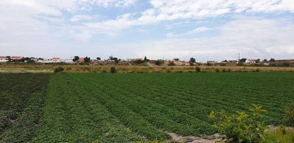a large soybean field with a city in the background at Comporta House in Comporta