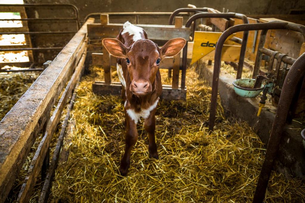 une vache brune et blanche debout dans du foin dans une stalle dans l&#39;établissement Ferienhof Unterlehengut, à Flachau