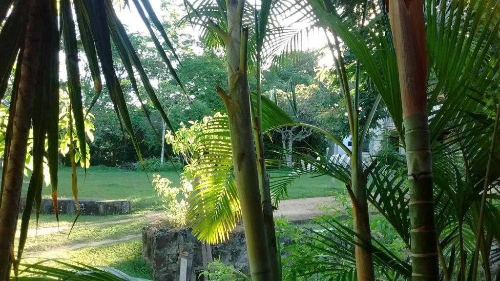  Fazenda Ecológica na Floresta da Serra da Copioba