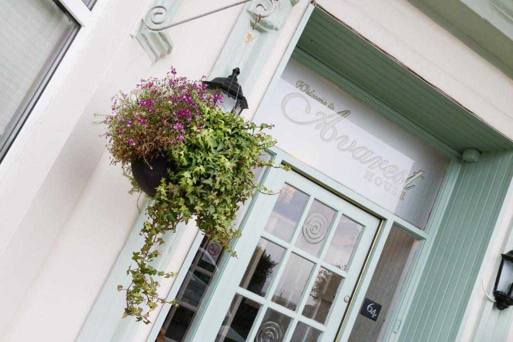 a window of a store with a hanging plant at Avarest House BB Adults Only in Portrush