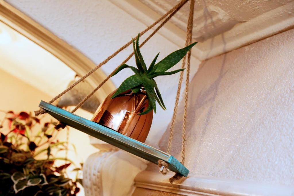 a plant in a pot hanging from a rope at Avarest House BB Adults Only in Portrush