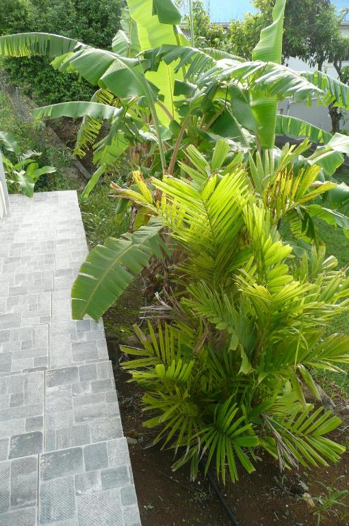 Zahrada ubytování Douceurs Caraïbes, Gîte Balisier.