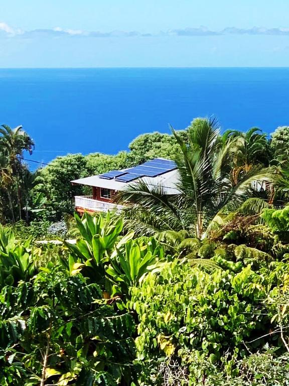 a house with a blue roof on top of a forest at Coffee Garden in Captain Cook