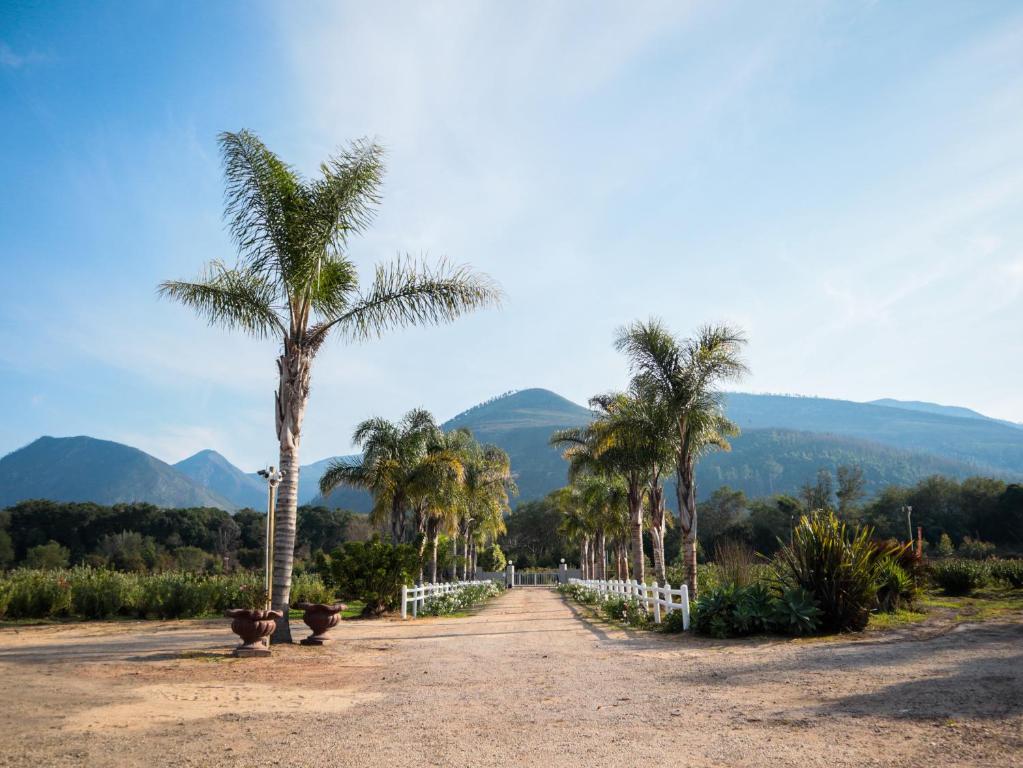 a dirt road with palm trees and mountains in the background at Mountain Breeze Log Cabins in Stormsrivier