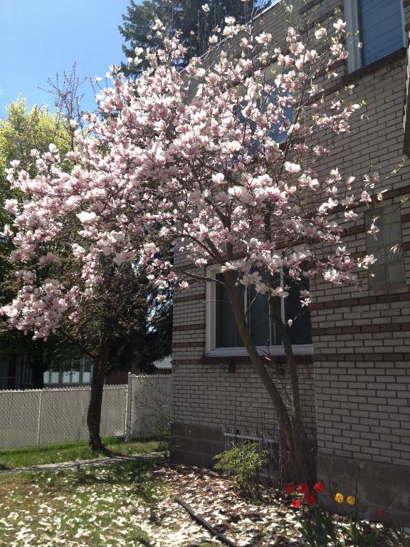 Zahrada ubytování Magnolia B&B