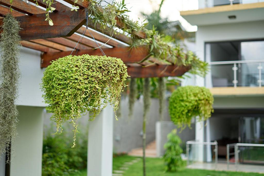 einem Garten mit grünen Pflanzen, der von einem Gebäude hängt in der Unterkunft Seddo Apartments in Abidjan