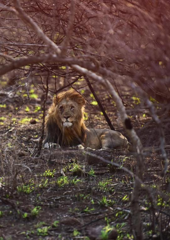 a lion laying on the ground in the grass at Bayala Private Safari Lodges in Hluhluwe