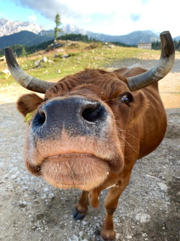 Zvířata v chaty nebo okolí