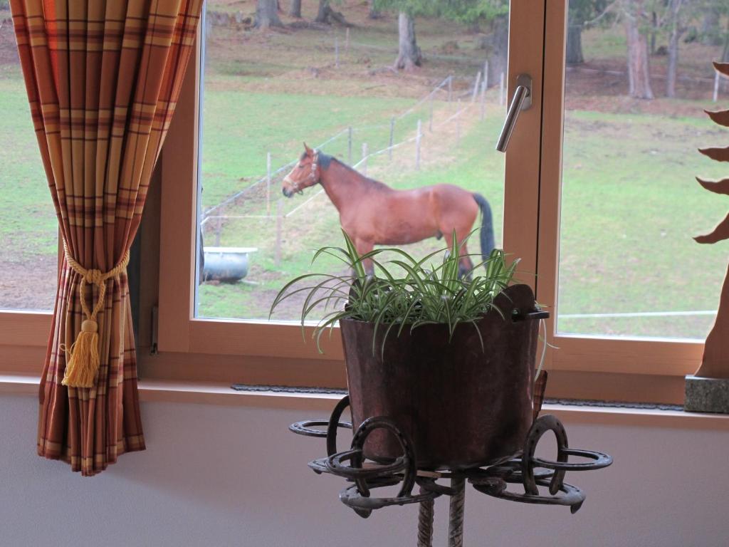 Zvířata v hotelu nebo okolí