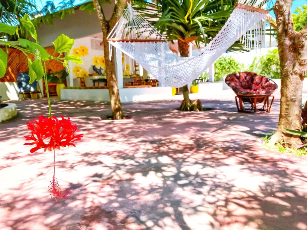 Zahrada ubytování Papaya Guest House Nungwi