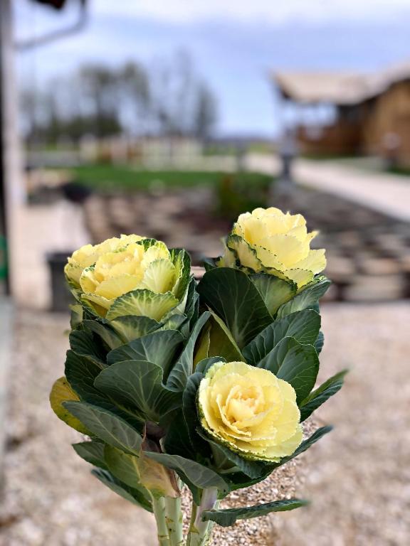Fotografia z galérie ubytovania Szálka Glamping v destinácii Szálka