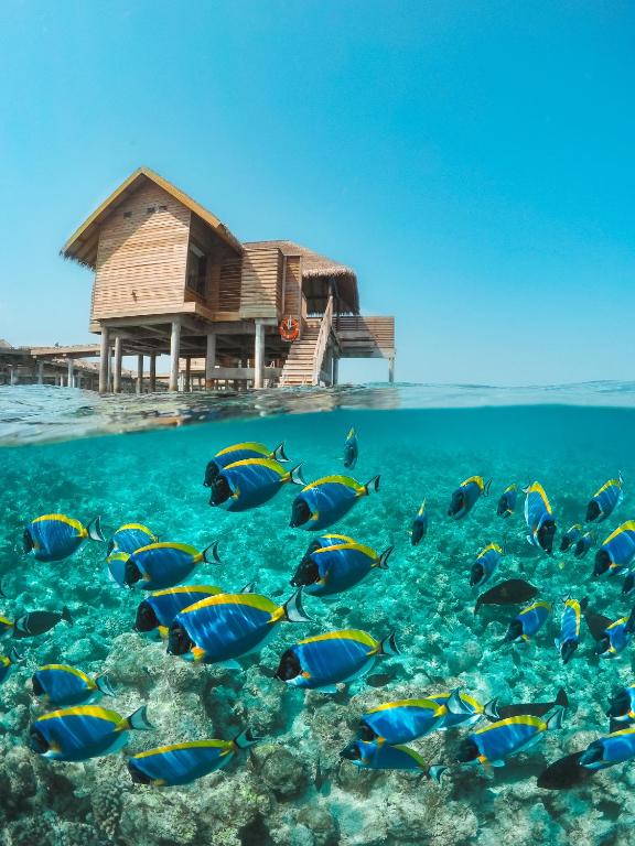 Vakkaru Maldives - Luxury Private Island Resort - View 41