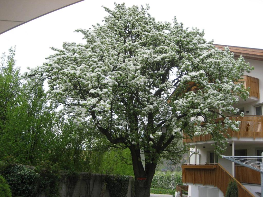 Zahrada ubytování Garni Appartment Wagnerhof
