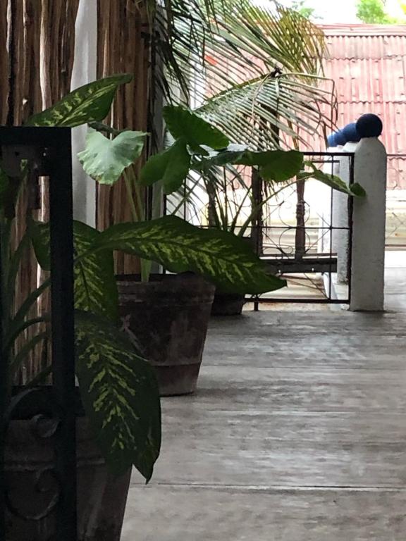 Balkón nebo terasa v ubytování Emotion Avenida Tulum Hotel & Hostal