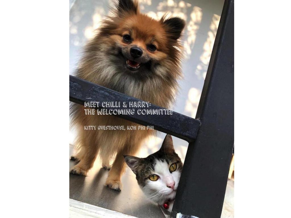 a dog standing next to a cat in a mirror at Kitty Guesthouse in Phi Phi Don