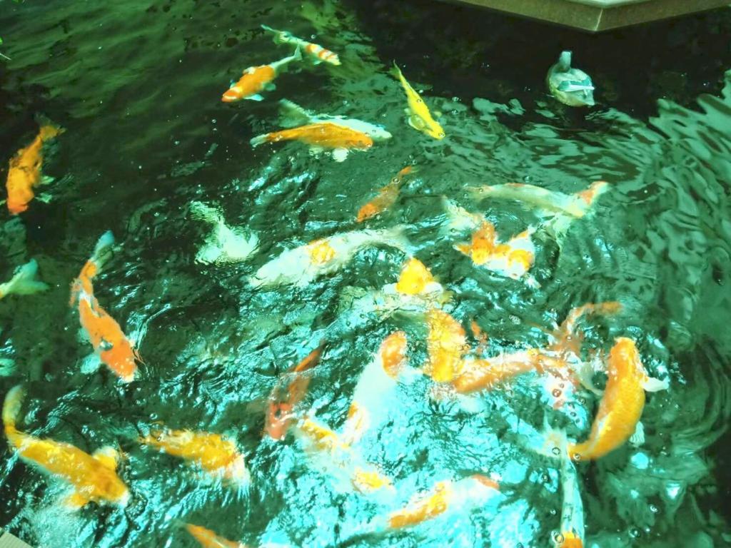 Mei Zhou Phuket Hotel - SHA Plus - Resim 45