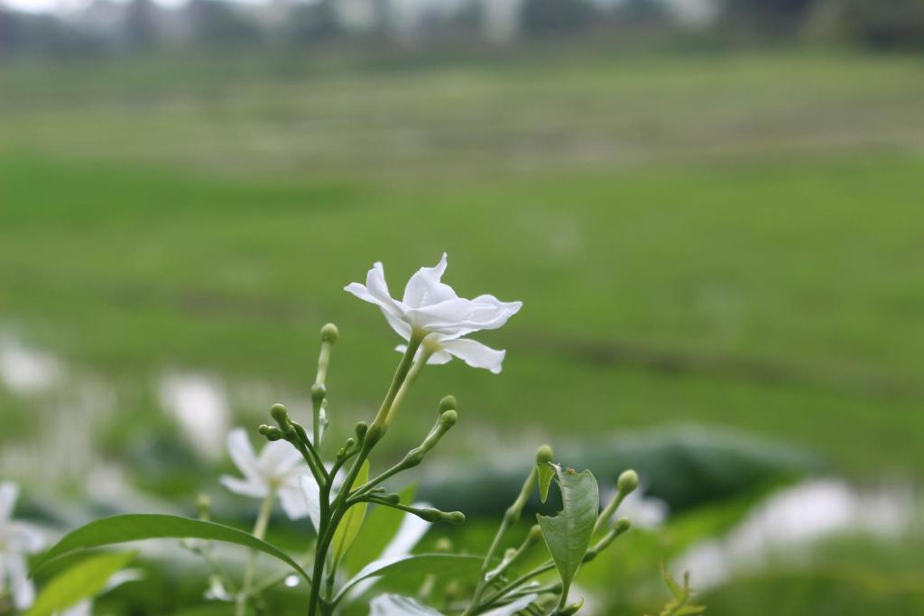 Fotografie z fotogalerie ubytování Paddy Field Villa Midigama v destinaci Midigama East