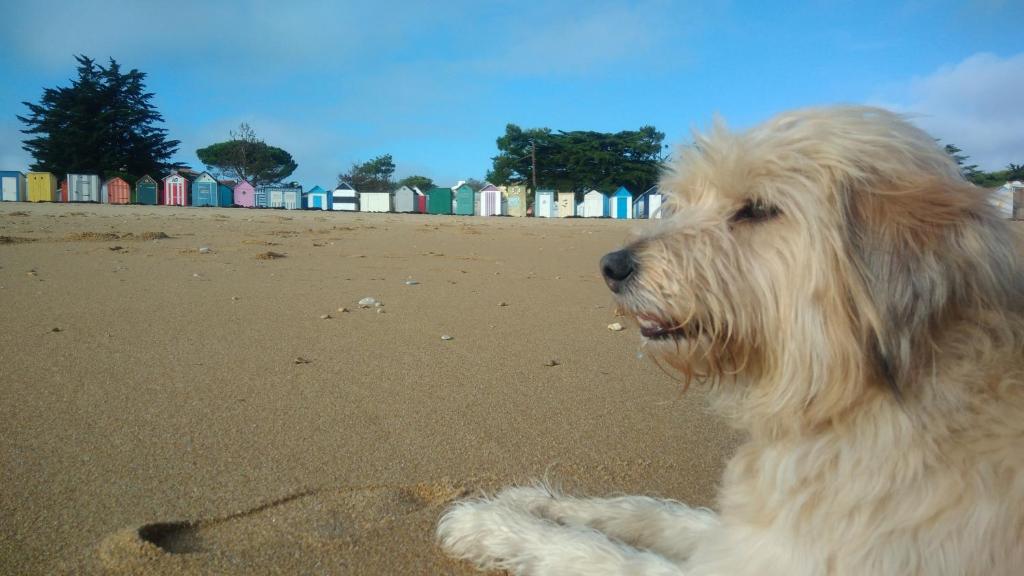 a white dog laying on the beach at La maison du facteur in Saint-Denis-dʼOléron