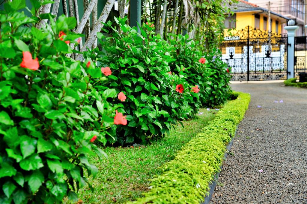 Giardino di Camellia Dwelling