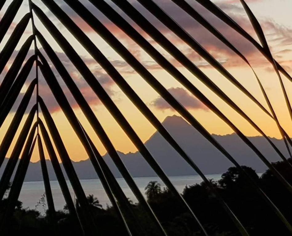 Le Tiki Rouge - photo 10 - Tahiti, Polynésie