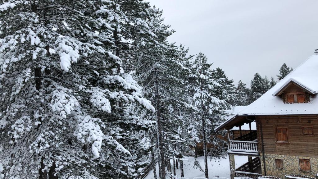 a snow covered pine tree next to a cabin at Apartmani Sredojevic in Kaludjerske Bare