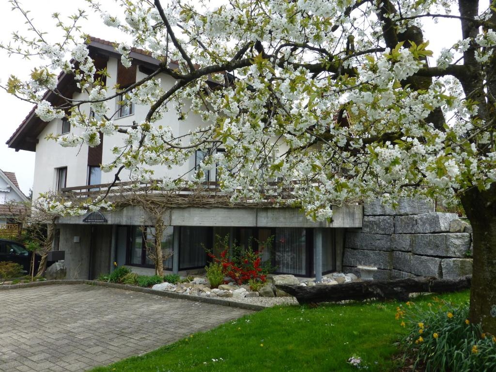 a white house with a tree with white flowers at BnB im Grossacker in Münchwilen
