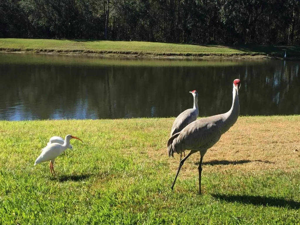 4636 5-Bed Disney Area Pool Home, Cumbrian Lakes, Kissimmee, Statele Unite ale Americii