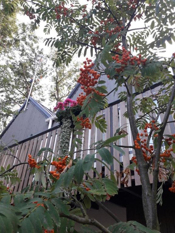 Zahrada ubytování Parkova Apartamenty