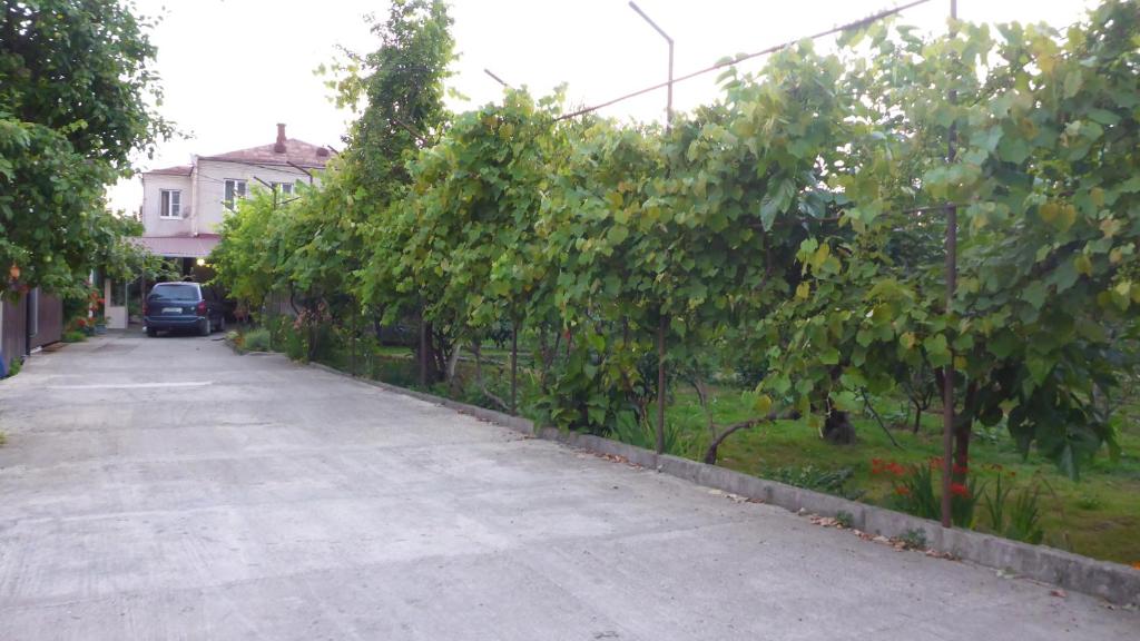 a row of trees on the side of a road at Guest House U Aleny in Gagra