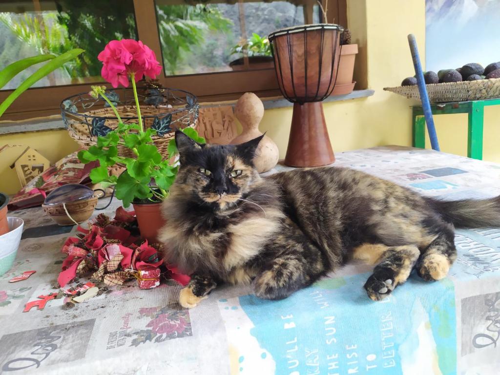 Rivendell Eco lodge - 10