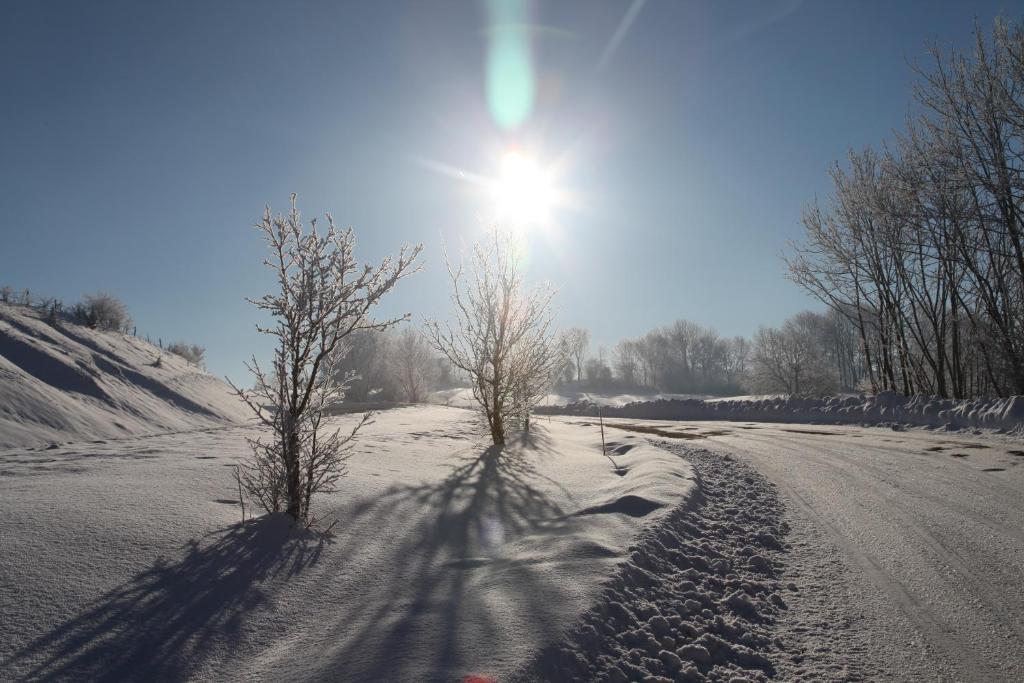 a snow covered road with two trees and the sun at le refuge des Marmottes in Saint-Laurent-du-Jura
