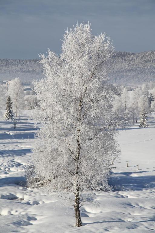 a tree covered in snow in a field at le refuge des Marmottes in Saint-Laurent-du-Jura