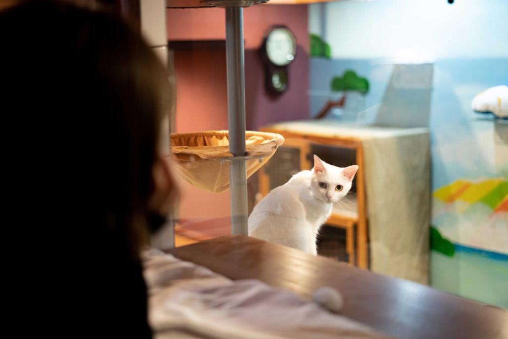 Domácí mazlíčci ubytovaní s hosty v ubytování Cat Spa & Cat Ryokan by Neco Republic Osaka