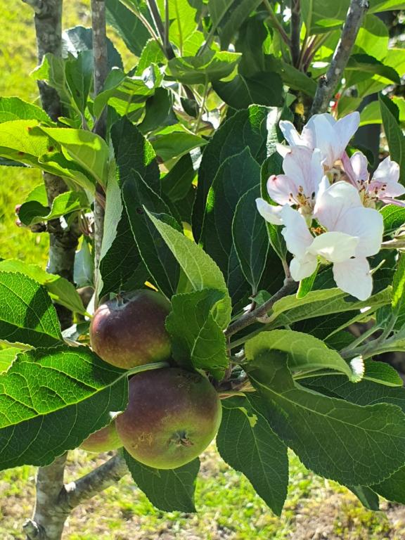 Kerikeri Blue Chair B&B - Resim 17