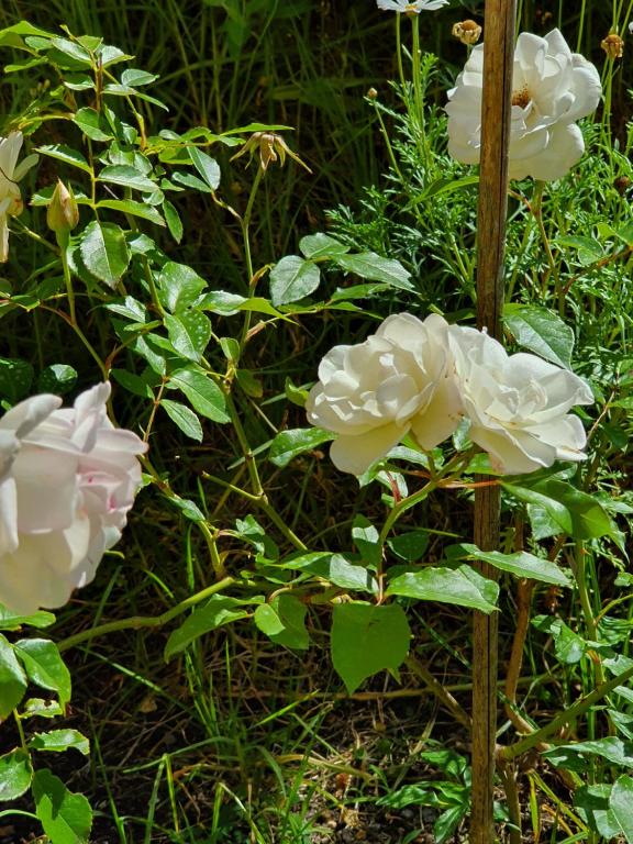Kerikeri Blue Chair B&B - Resim 20