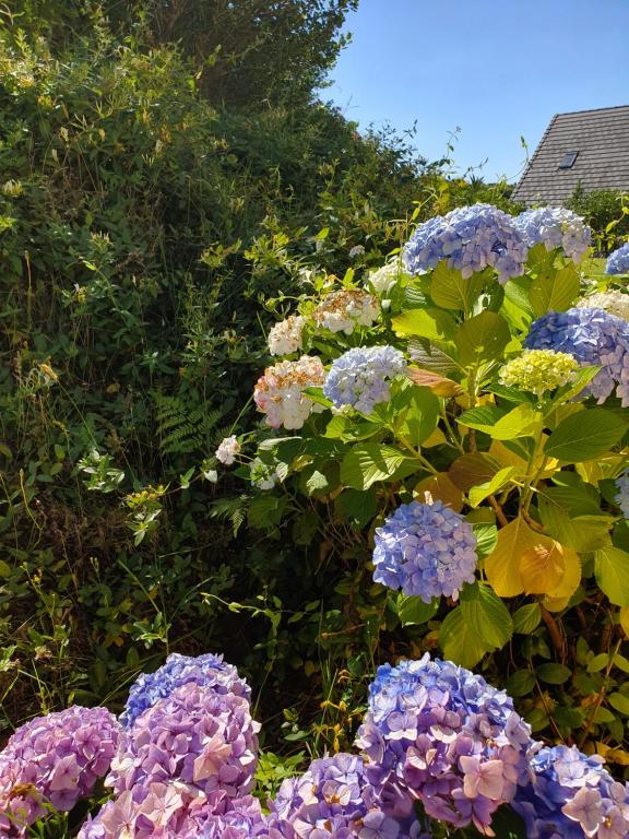 Kerikeri Blue Chair B&B - Resim 19