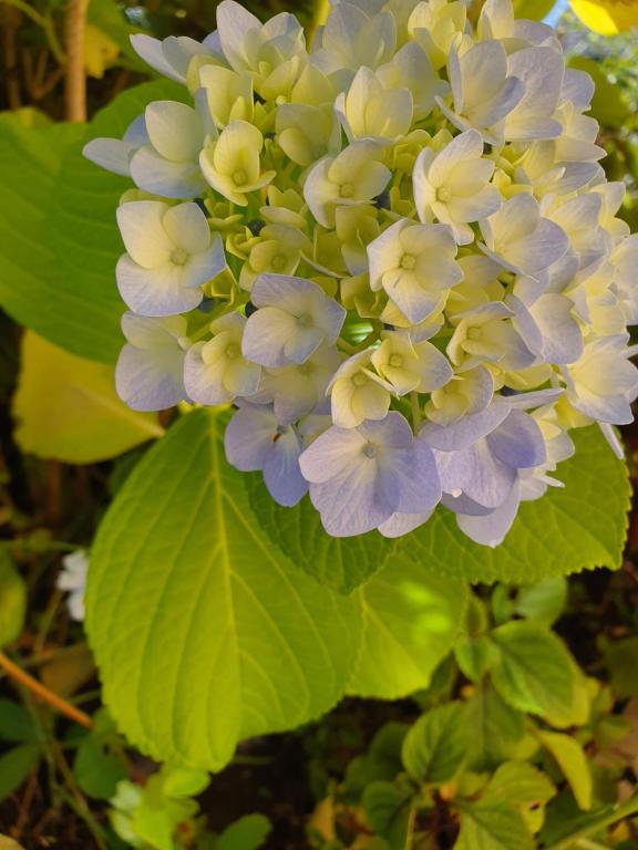 Kerikeri Blue Chair B&B - Resim 21