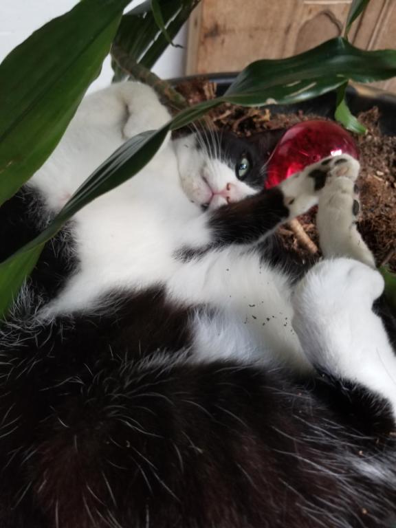 a black and white cat laying in a plant at La Mansion Hostel in San Gil
