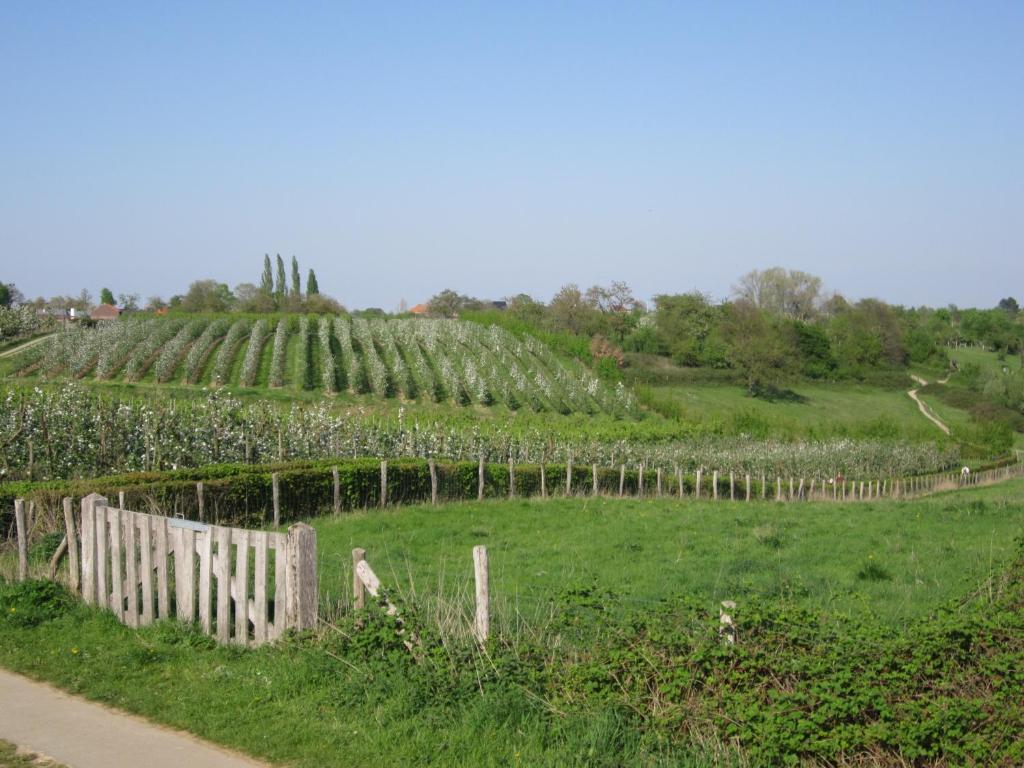 a vineyard on a hill with a fence in a field at Vakantiewoning Upstairzzz in Kortessem