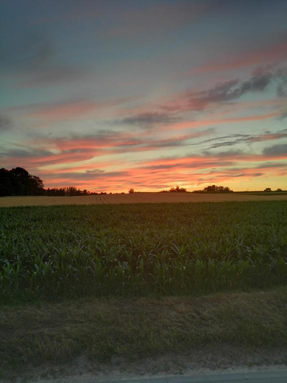 a field of corn with a sunset in the background at B&amp;B Asbeek in Asse