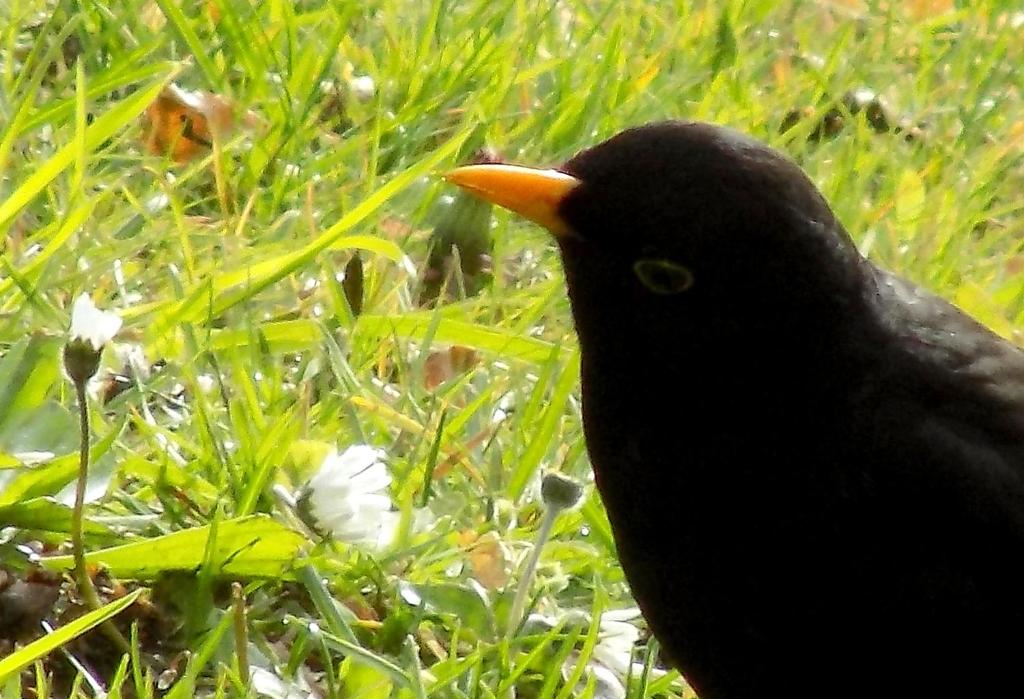 een zwarte vogel staat in het gras bij Haus Elena in Bestwig