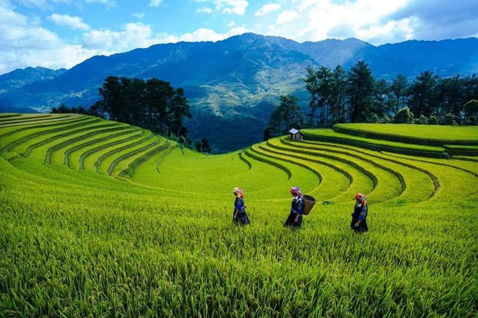 three people walking through a field of green grass at Nhà nghỉ Phú Lý in Mù Cang Chải