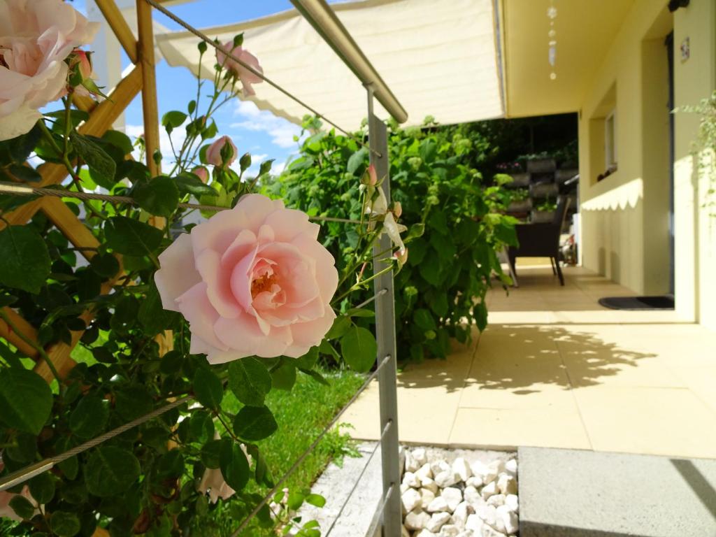 Schöne 2-Zimmerwohnung mit Gartensitzplatz, nahe Sursee في Triengen: وردة وردية على شجيرة أمام المنزل