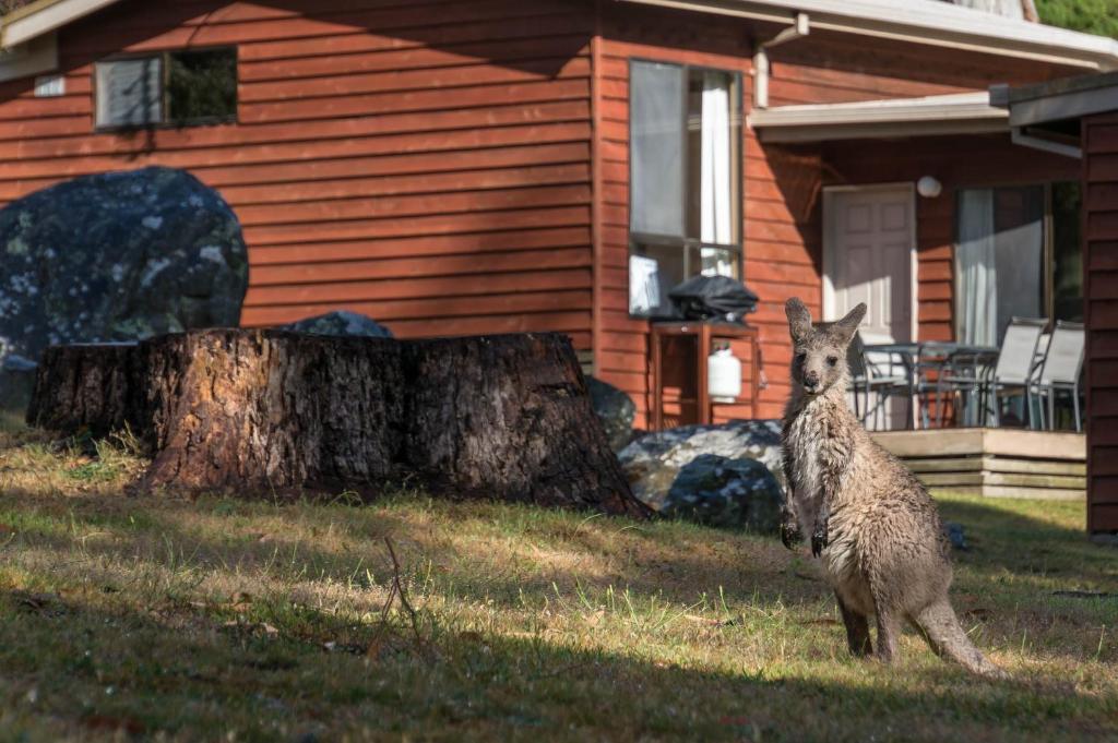 a animal standing in the grass in front of a house at Wonderland Cottages in Halls Gap