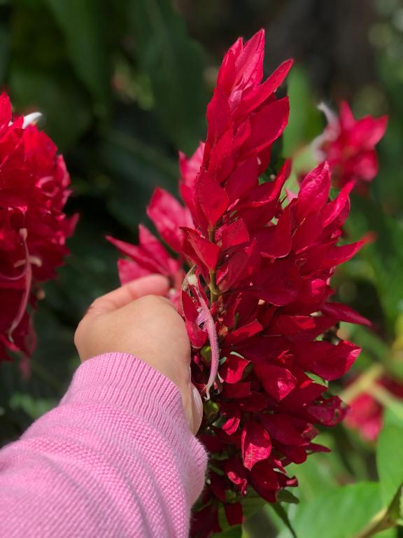 Chalé Suíço Belo Monte  Chalé Suíço Belo Monte
