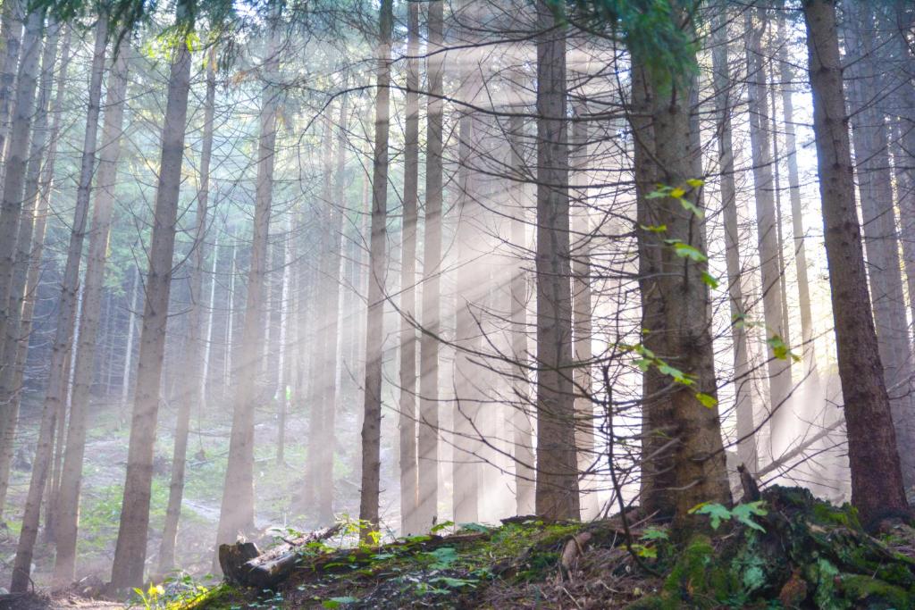 a misty forest with trees and beams of light at Landgasthof Falken in Niederaltingen