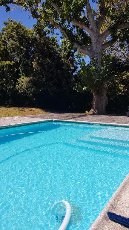 uma piscina azul com uma árvore ao fundo em Bloom Guest House em Cidade do Cabo