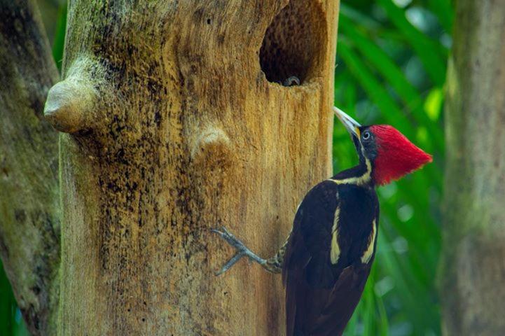 Fotografie z fotogalerie ubytování Villas Ecotucan v destinaci Bacalar