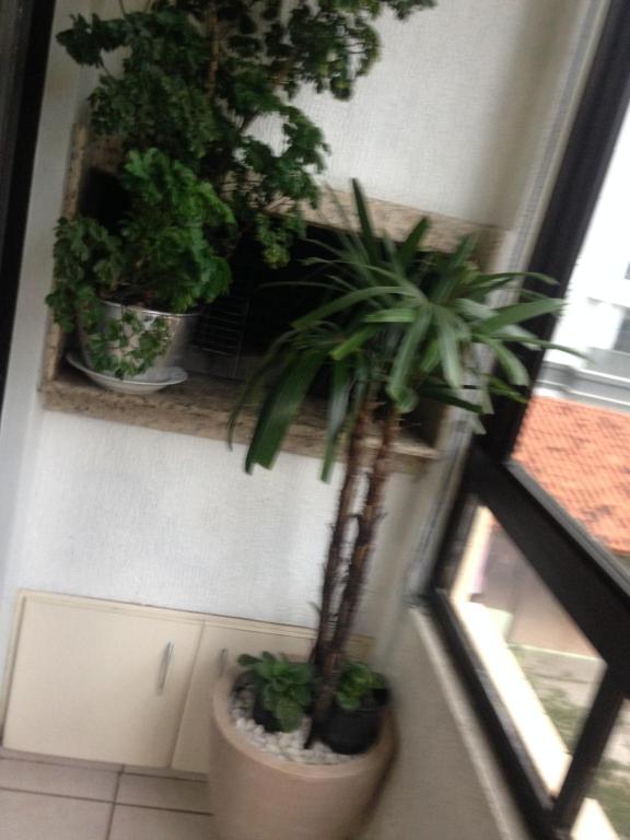 un grupo de plantas en macetas en el alféizar de una ventana en jurere, en Florianópolis